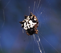 Gasteracantha sacerdotalis