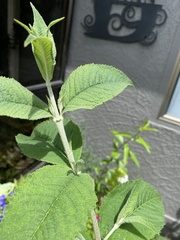 Buddleja davidii