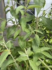 Buddleja davidii