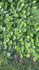 Petasites pyrenaicus