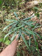 Atractocarpus chartaceus