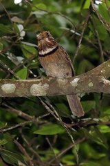 Malacoptila striata