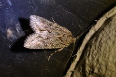 Ichneutica mutans