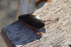 Cybister lateralimarginalis