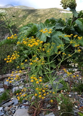 Bupleurum martjanovii