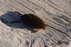 Cybister lateralimarginalis