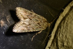 Ichneutica mutans