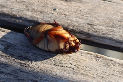 Cybister lateralimarginalis