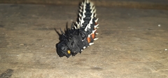 Bunaea alcinoe