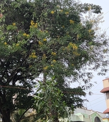 Senna siamea