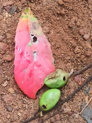 Elaeocarpus serratus