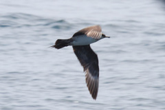 Parasitic Jaeger photo 4
