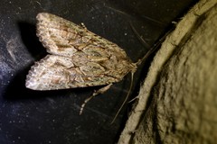 Ichneutica mutans