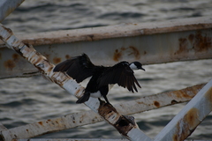 Phalacrocorax fuscescens