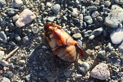 Cybister lateralimarginalis