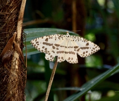 Abraxaphantes perampla