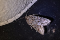 Ichneutica mutans