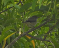 Acrocephalus dumetorum