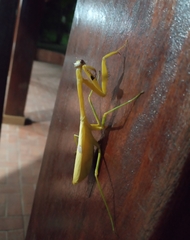 Stagmatoptera binotata