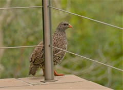 Pternistis natalensis