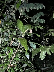 Dendrelaphis caudolineatus