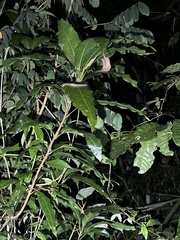 Dendrelaphis caudolineatus