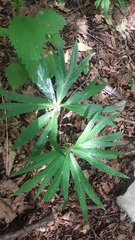 Helleborus purpurascens