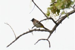 Pycnonotus barbatus layardi