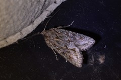 Ichneutica mutans