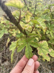Hibiscus diversifolius
