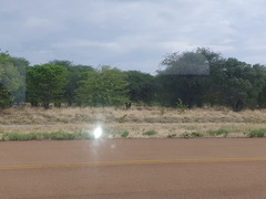 Philenoptera violacea