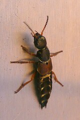 Staphylinus caesareus