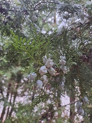 Platycladus orientalis