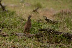 Pternistis natalensis