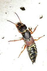 Staphylinus caesareus