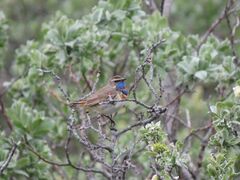 Luscinia svecica svecica