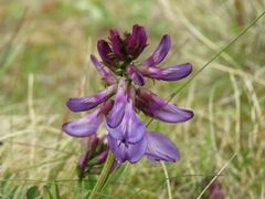 Astragalus norvegicus