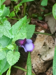Torenia