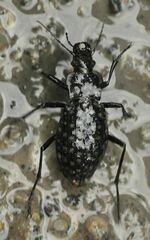 Carabus variolosus