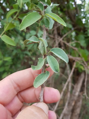 Ximenia americana microphylla
