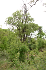 Bolusanthus speciosus