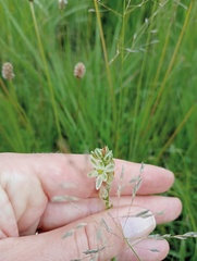 Albuca virens