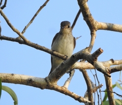 Muscicapa dauurica