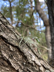 Ramalina celastri