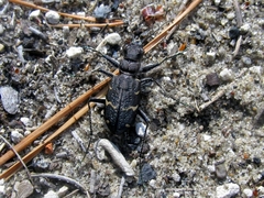 Cicindela sylvatica