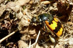 Nicrophorus vespillo