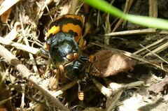 Nicrophorus vespillo