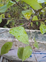 Planera aquatica