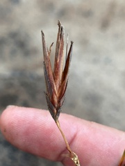 Schoenus calostachyus