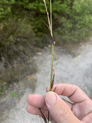 Schoenus calostachyus